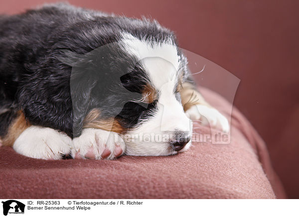 Berner Sennenhund Welpe / Bernese Mountain Dog Puppy / RR-25363