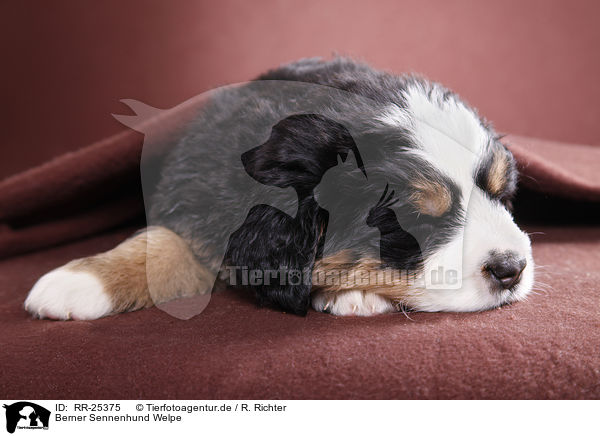 Berner Sennenhund Welpe / Bernese Mountain Dog Puppy / RR-25375