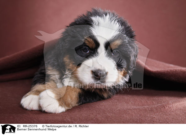 Berner Sennenhund Welpe / Bernese Mountain Dog Puppy / RR-25376
