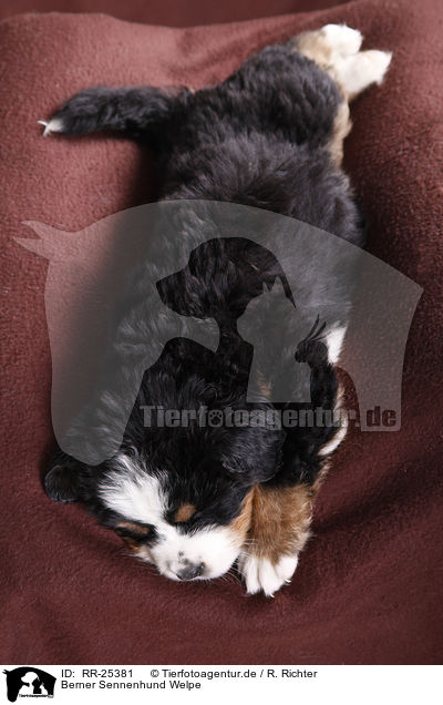 Berner Sennenhund Welpe / Bernese Mountain Dog Puppy / RR-25381