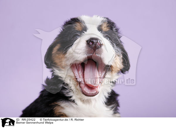 Berner Sennenhund Welpe / Bernese Mountain Dog Puppy / RR-25422