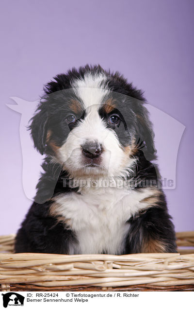 Berner Sennenhund Welpe / Bernese Mountain Dog Puppy / RR-25424