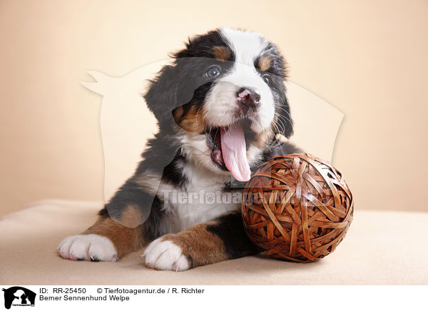 Berner Sennenhund Welpe / Bernese Mountain Dog Puppy / RR-25450