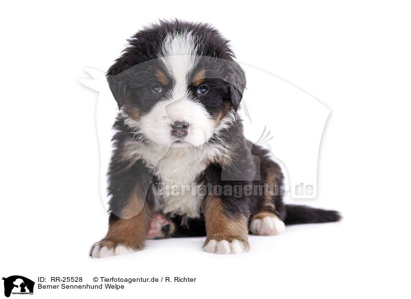 Berner Sennenhund Welpe / Bernese Mountain Dog Puppy / RR-25528