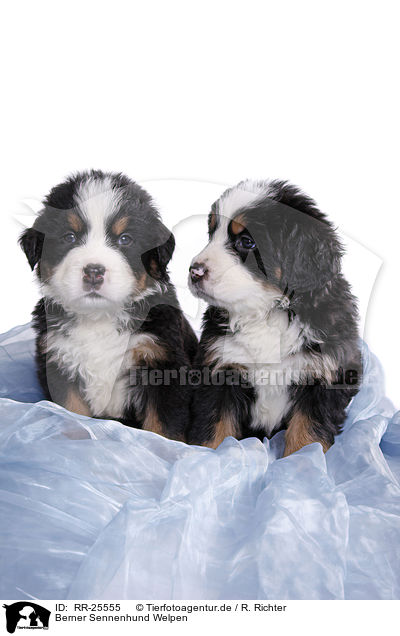 Berner Sennenhund Welpen / Bernese Mountain Dog Puppies / RR-25555