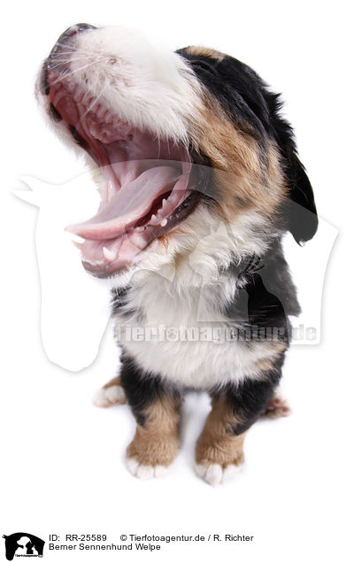 Berner Sennenhund Welpe / RR-25589