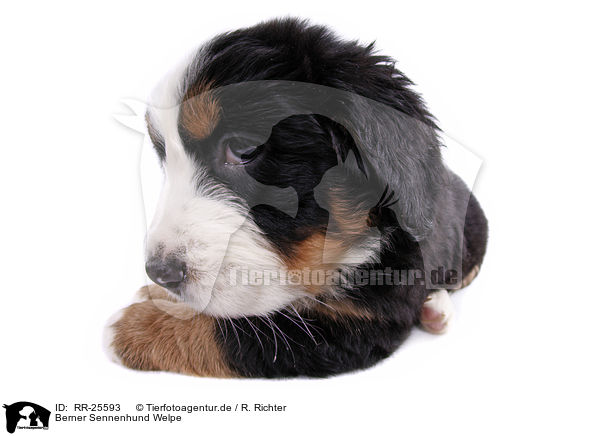 Berner Sennenhund Welpe / RR-25593