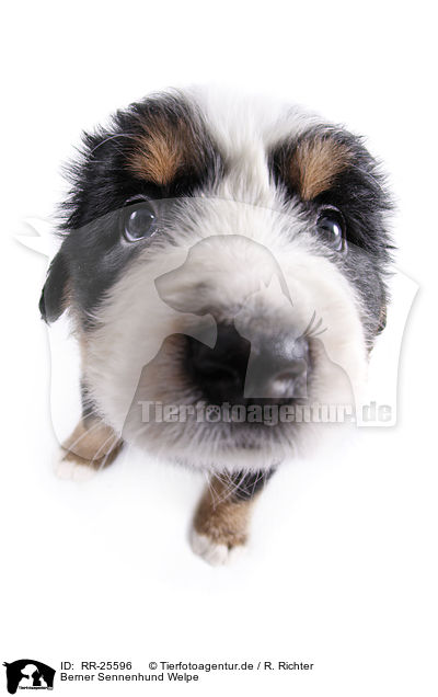 Berner Sennenhund Welpe / RR-25596