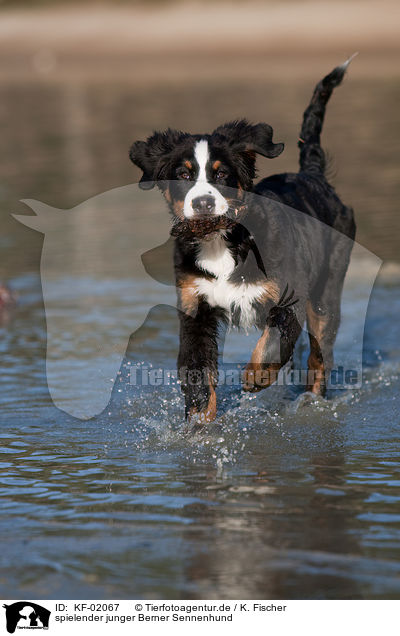 spielender junger Berner Sennenhund / playing young Bernese Mountain Dog / KF-02067