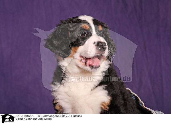 Berner Sennenhund Welpe / Bernese Mountain Dog Puppy / JH-08794