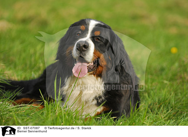 Berner Sennenhund / Bernese Mountain Dog / SST-07087
