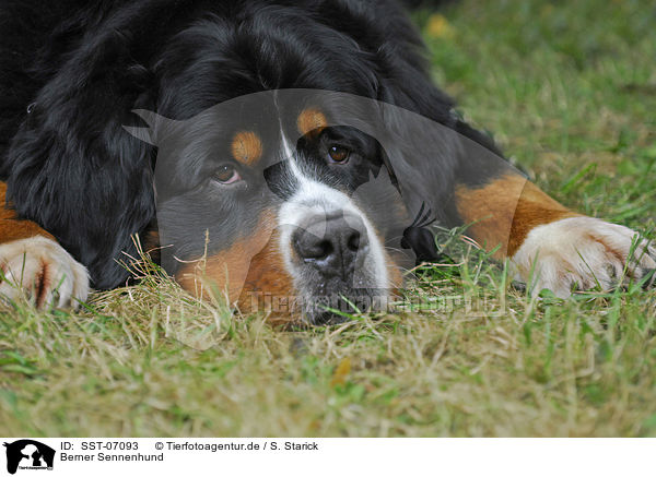 Berner Sennenhund / Bernese Mountain Dog / SST-07093
