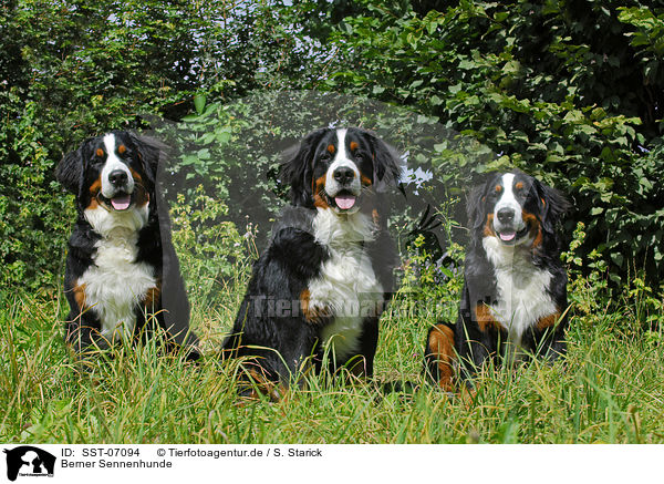 Berner Sennenhunde / Bernese Mountain Dogs / SST-07094
