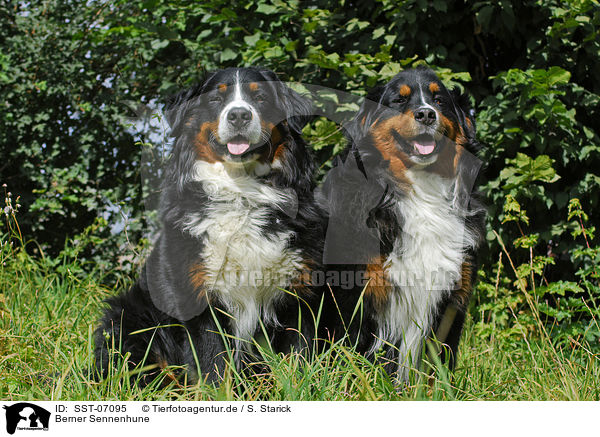 Berner Sennenhune / Bernese Mountain Dogs / SST-07095