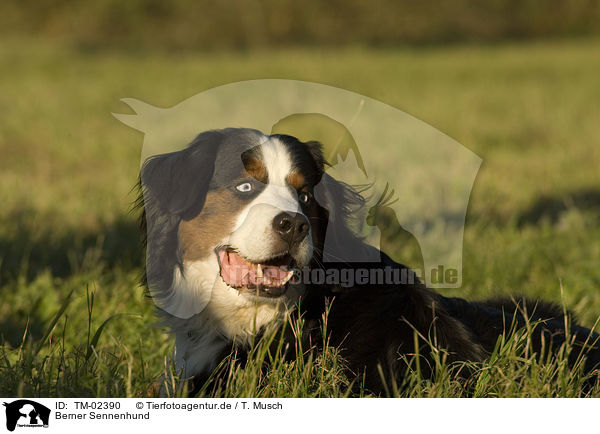 Berner Sennenhund / Bernese Mountain Dog / TM-02390