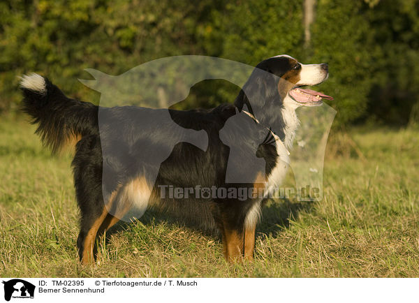 Berner Sennenhund / Bernese Mountain Dog / TM-02395