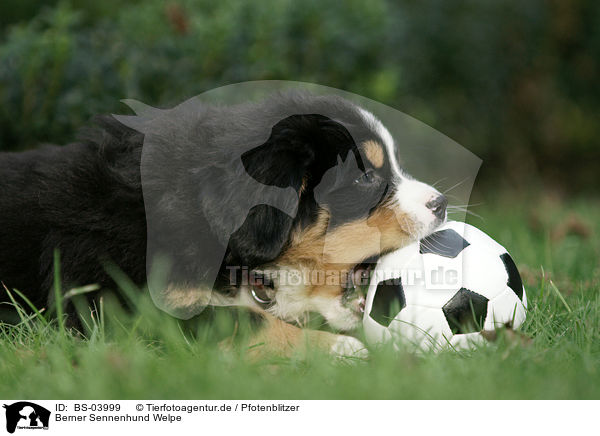 Berner Sennenhund Welpe / Bernese Mountain Dog Puppy / BS-03999