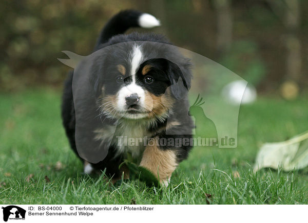 Berner Sennenhund Welpe / Bernese Mountain Dog Puppy / BS-04000