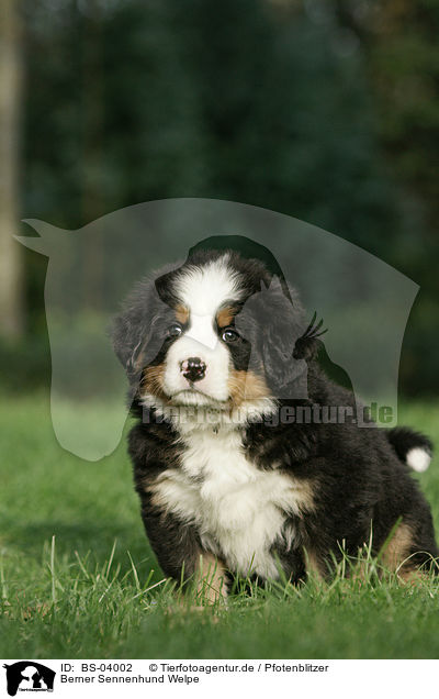 Berner Sennenhund Welpe / Bernese Mountain Dog Puppy / BS-04002