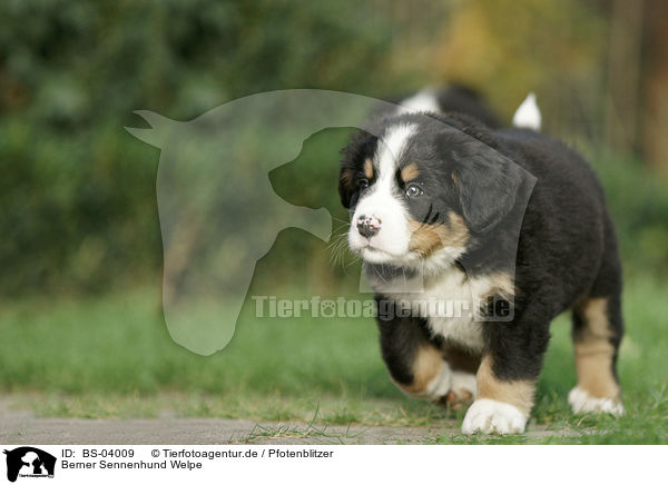 Berner Sennenhund Welpe / Bernese Mountain Dog Puppy / BS-04009