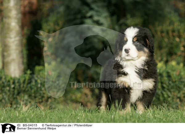 Berner Sennenhund Welpe / Bernese Mountain Dog Puppy / BS-04015