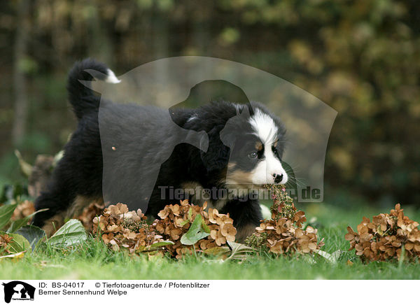 Berner Sennenhund Welpe / Bernese Mountain Dog Puppy / BS-04017