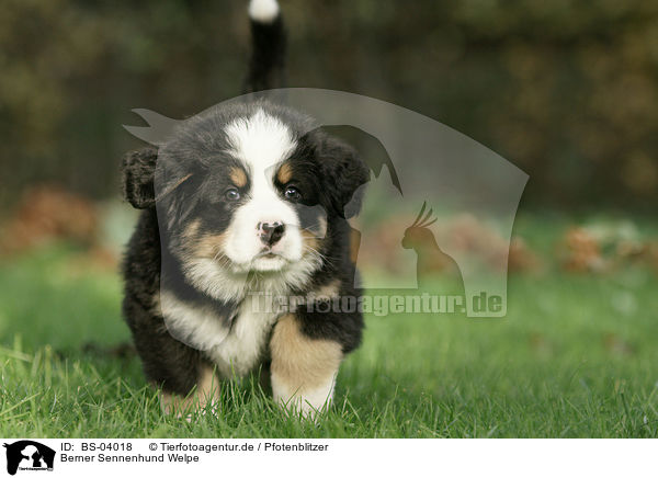 Berner Sennenhund Welpe / Bernese Mountain Dog Puppy / BS-04018