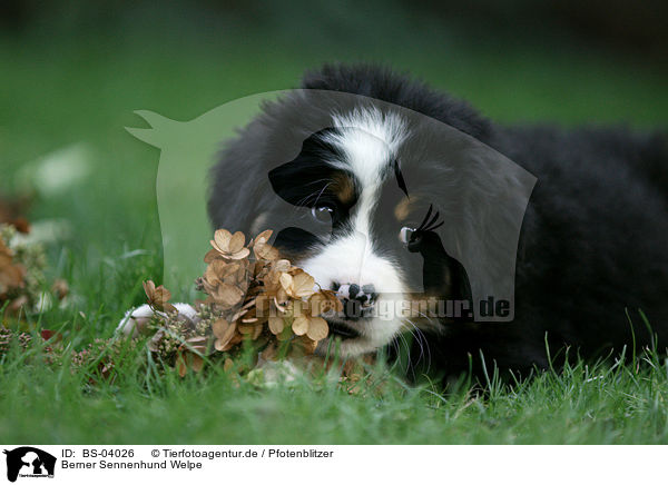 Berner Sennenhund Welpe / Bernese Mountain Dog Puppy / BS-04026