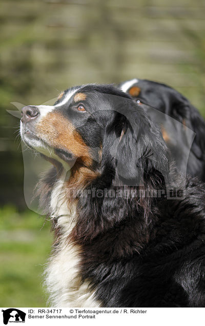 Berner Sennenhund Portrait / Bernese Mountain Dog Portrait / RR-34717