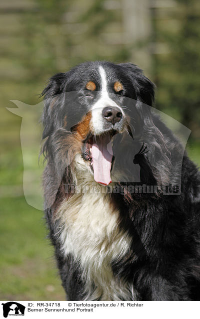 Berner Sennenhund Portrait / Bernese Mountain Dog Portrait / RR-34718