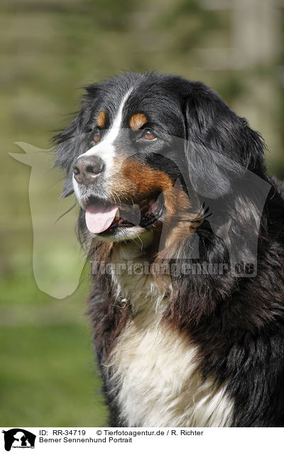 Berner Sennenhund Portrait / Bernese Mountain Dog Portrait / RR-34719