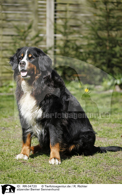 sitzender Berner Sennenhund / sitting Bernese Mountain Dog / RR-34720