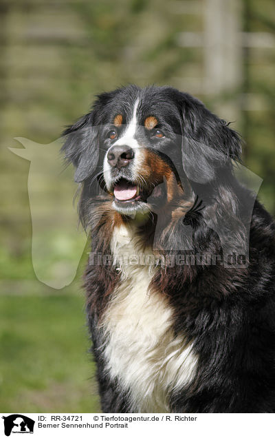 Berner Sennenhund Portrait / Bernese Mountain Dog Portrait / RR-34721