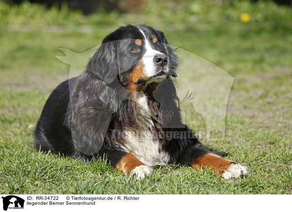 liegender Berner Sennenhund / lying Bernese Mountain Dog / RR-34722