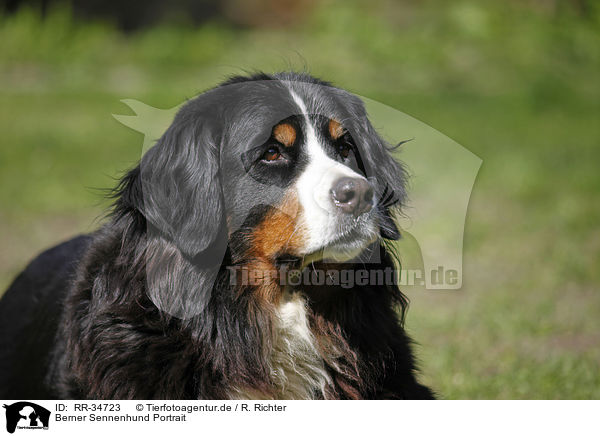 Berner Sennenhund Portrait / Bernese Mountain Dog Portrait / RR-34723