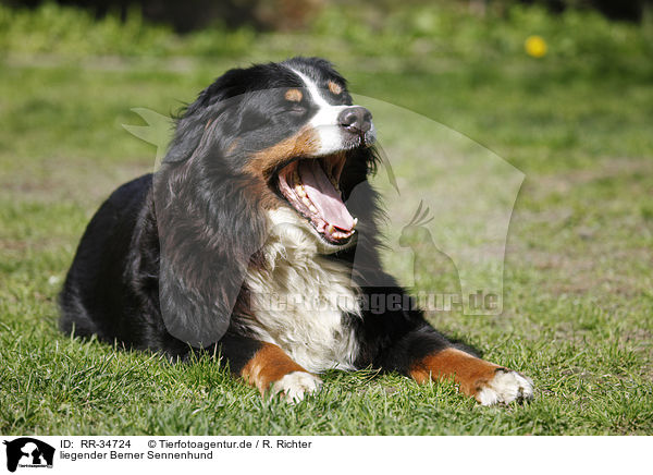 liegender Berner Sennenhund / lying Bernese Mountain Dog / RR-34724