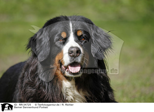 Berner Sennenhund Portrait / Bernese Mountain Dog Portrait / RR-34725