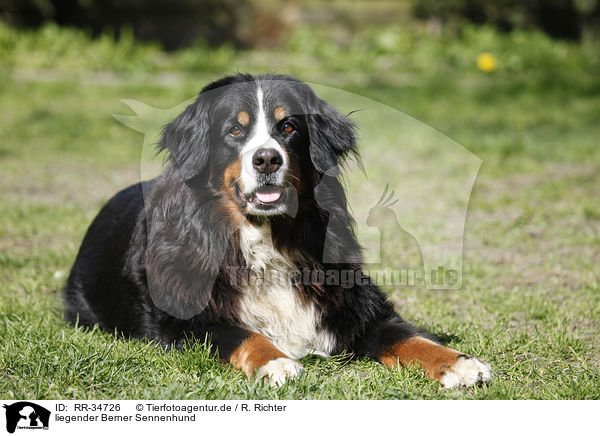 liegender Berner Sennenhund / lying Bernese Mountain Dog / RR-34726