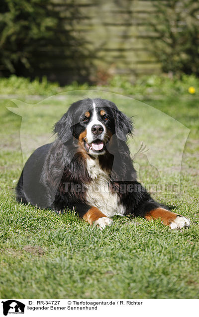 liegender Berner Sennenhund / lying Bernese Mountain Dog / RR-34727