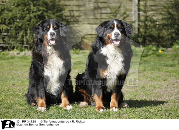 sitzende Berner Sennenhunde / sitting Bernese Mountain Dogs / RR-34729