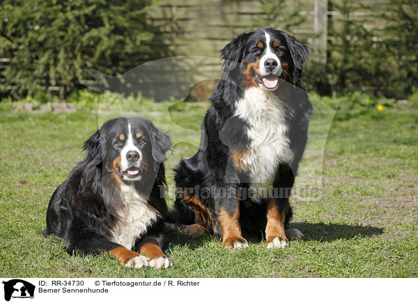 Berner Sennenhunde / Bernese Mountain Dogs / RR-34730