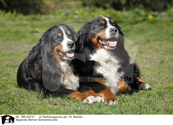 liegende Berner Sennenhunde / lying Bernese Mountain Dogs / RR-34731