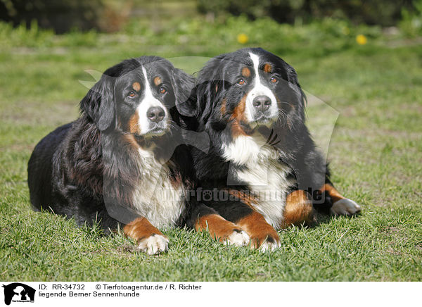liegende Berner Sennenhunde / lying Bernese Mountain Dogs / RR-34732