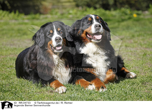 liegende Berner Sennenhunde / lying Bernese Mountain Dogs / RR-34733
