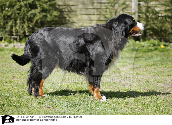 stehender Berner Sennenhund / standing Bernese Mountain Dog / RR-34734