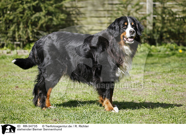 stehender Berner Sennenhund / standing Bernese Mountain Dog / RR-34735