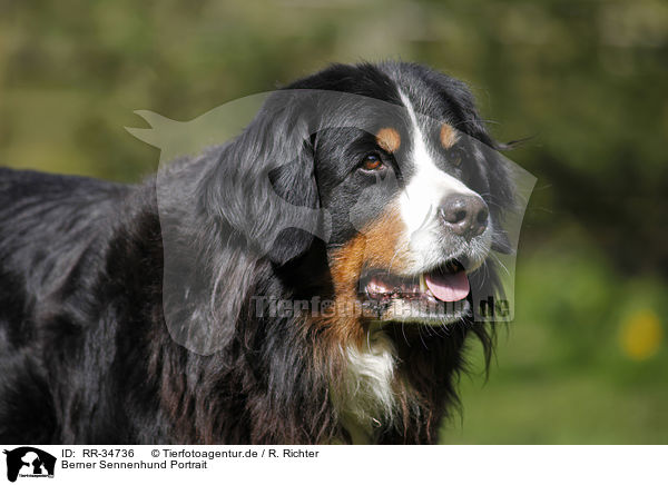 Berner Sennenhund Portrait / Bernese Mountain Dog Portrait / RR-34736