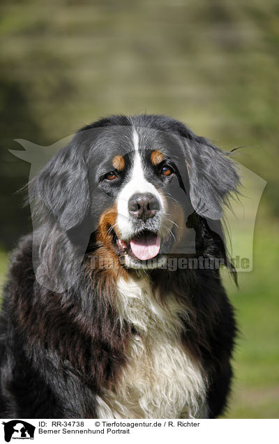 Berner Sennenhund Portrait / Bernese Mountain Dog Portrait / RR-34738