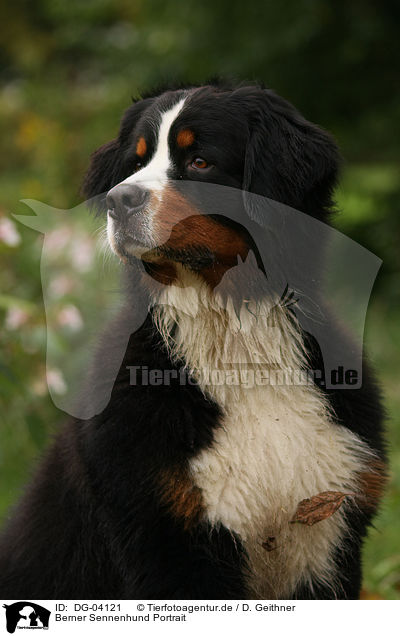 Berner Sennenhund Portrait / Bernese Mountain Dog Portrait / DG-04121