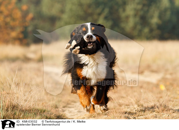 spielender Berner Sennenhund / playing Bernese Mountain Dog / KMI-03032